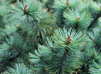 Кедровый стланик (Pinus pumila)Саженцы 15-20 см Горшок 1л.