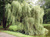 Ива белая "Плакучая" (Salix alba f. pendula)саженцы 30-40 см с закрытой корневой системой. Горшок 1л. #2