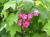 Малина душистая саженцы (Rubus odoratus) 20-30 см горшок 0,5 л #2