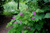 Малина душистая саженцы (Rubus odoratus) 20-30 см горшок 0,5 л #4