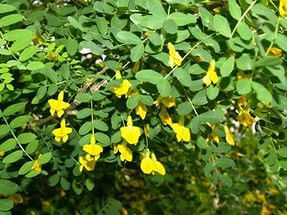 Карагана (Желтая акация) саженцы 10-15 см