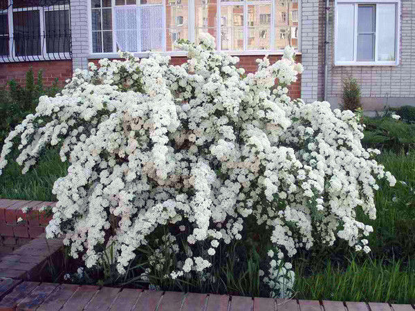 Спирея Вангутта саженцы (Spiraea x vanhouttei) 30-40 см горшок 1 л