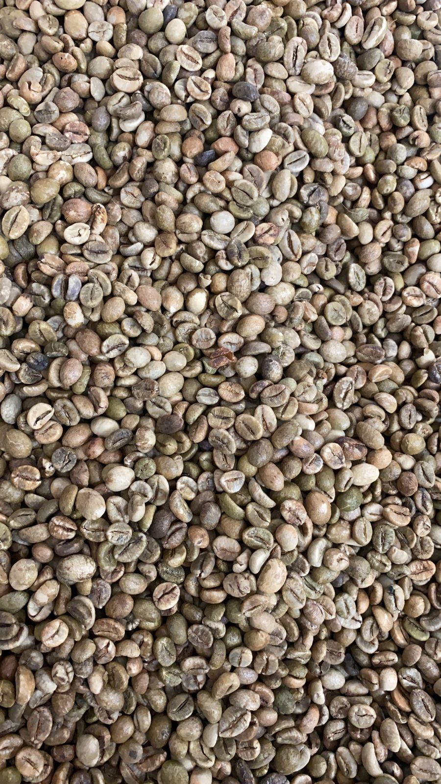 Кофе зелёный в зернах 18 scr Робуста (Бразилия)