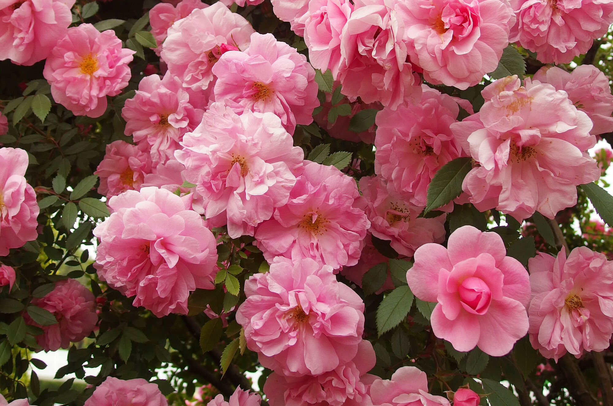 Парковая роза Джон Дэвис - изюминка вашего сада