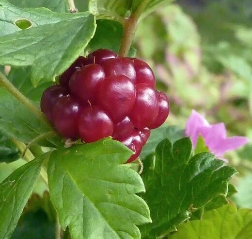 Княженика Аура (Rubus arcticus var. stellarcticus Aura) 2л 20-30см 1